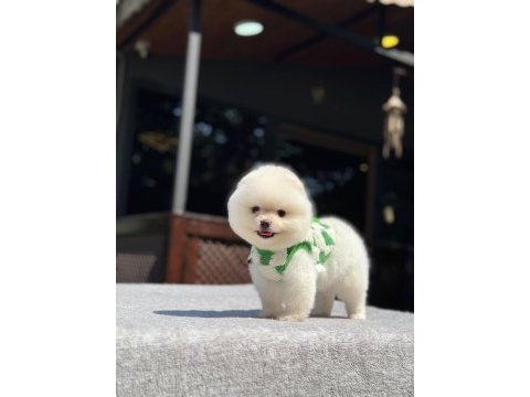 Sevimli pomeranian