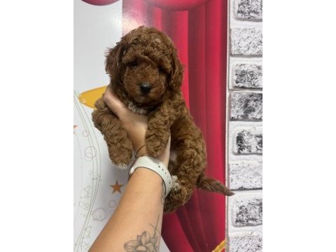 Toy poodle köpeği