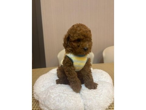 Dünya güzeli 3 erkek kardeş toy poodle