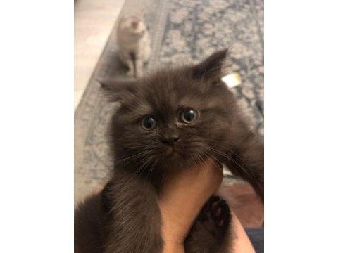 2 aylık safkan yavrular british shorthair