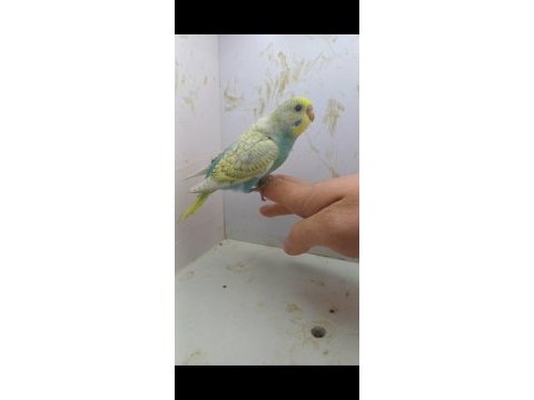 Konuşturmak isteyenlere bebek muhabbet kuşu