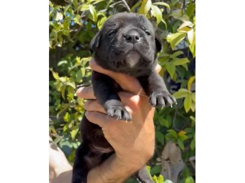 Orjinal cane corso yavruları