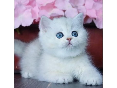 Mavi göz ns1133 british shorthair