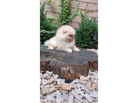 Irk garantili teddy pomeranian boo köpekleri