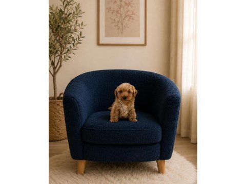 Orijinal maltipoo yavrularım ev doğumlu
