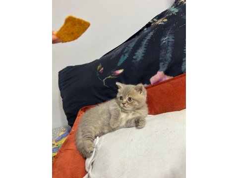 British shorthair akıl küpüm