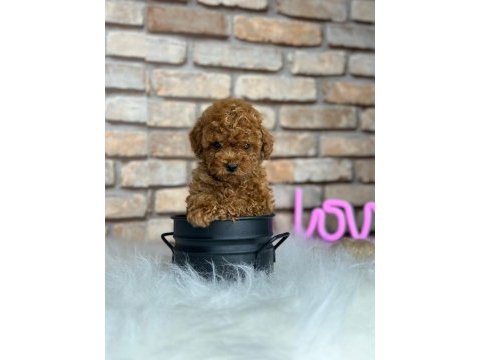 Şecereli mikro cipli poodle yavrular