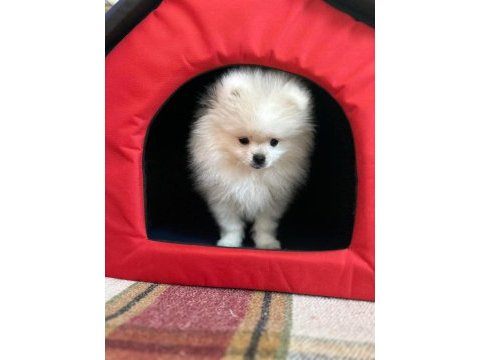 Pomeranian boo erkek