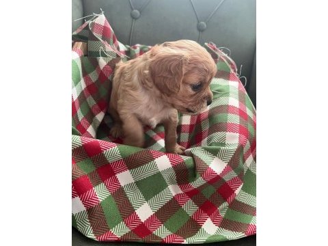 Safkan cavapoo yavrular