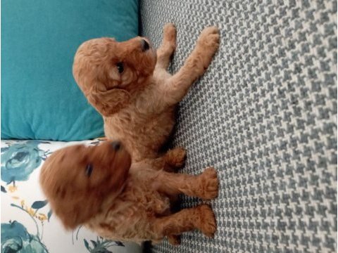 Toy poodle yavrularımız
