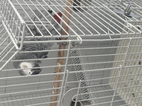 Jako papağanımız evcil market buradadan sahiplendim