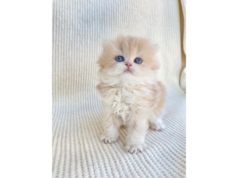 British longhair cy12 lesley yeni yuvasını arıyor