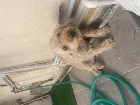 Poodle dişi 2 yaşında