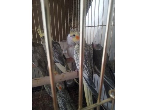 Sultan papağanı yavruları