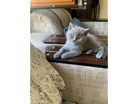 Wc eğitimli son gri ve beyaz british shorthair yavrularımız