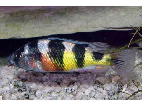 13 cm frontoza