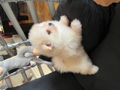 Oyuncak surat pomeranian boo