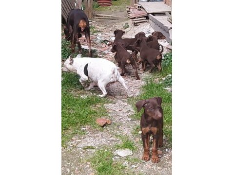 Saf ırk kızıl doberman yavrular