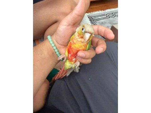 Full evcil konur papağanı