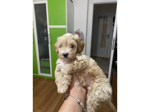 2 aylık dişi maltipoo köpeğimi sahiplendiriyorum