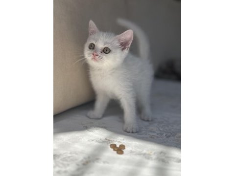 Kar gibi british shorthair kızçeler