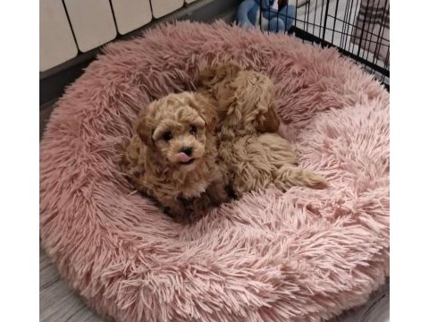 Sağlık ırk kg garantili orijinal gerçek maltipoo