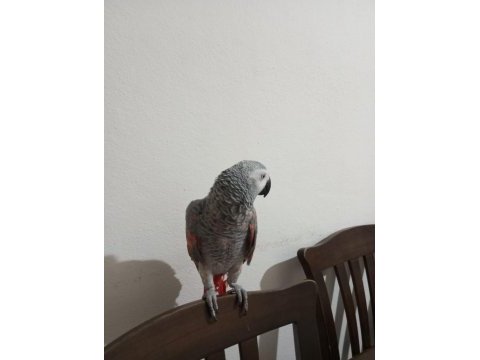 Red faktör jako papağanı
