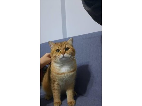 Şecereli golden scottish straight kedim