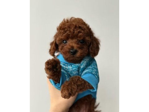 Toy poodle yavruları