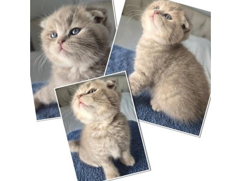 Bal gibi pamuk yavrular