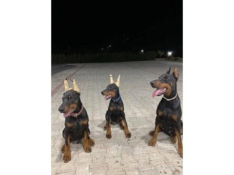 Evinizin yeni doberman üyesi