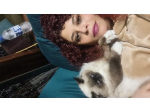 Kısırlaştırılmamış biri dişi ve biri erkek 8 aylık ragdoll