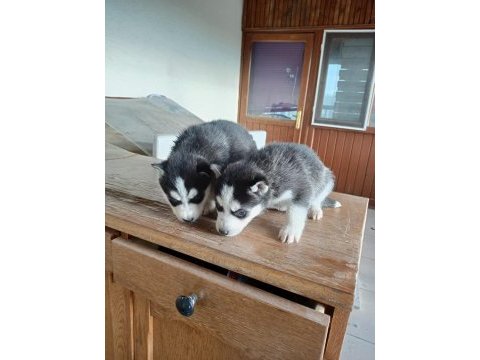 Ayrancı mahallesinden mavi gözlü husky yavruları