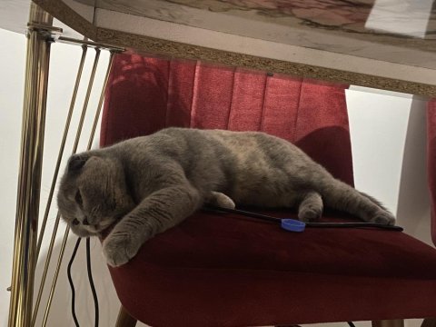 Scottish fold kedimize ömürlük yuva arıyoruz