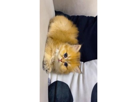 Golden n12 efsane british longhair güzellik