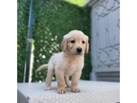 Dişi erkek golden retriever bebekler