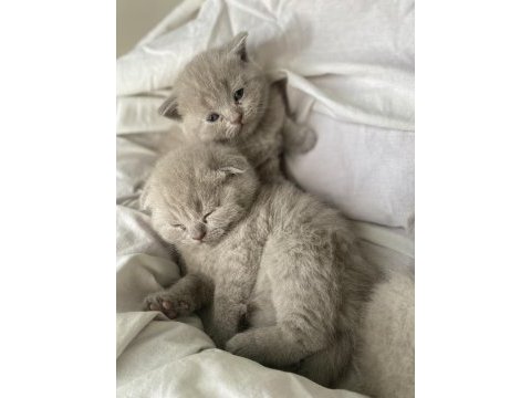 Safkan top kafa scottish fold oyuncu uygun fiyatlı yavrular