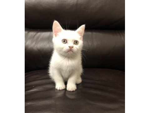 Safkan british shorthair