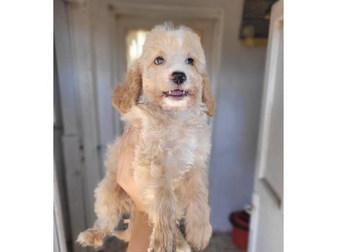 Maltipoo bebekler