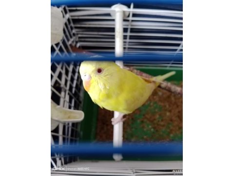 Albino muhabbet kuşu