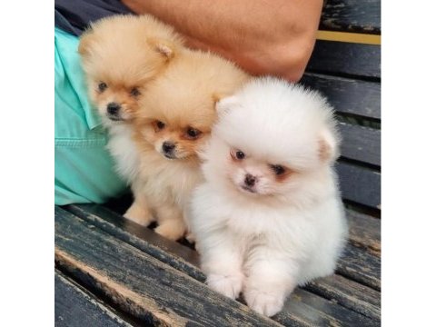 Sevimli pomeranian yavruları
