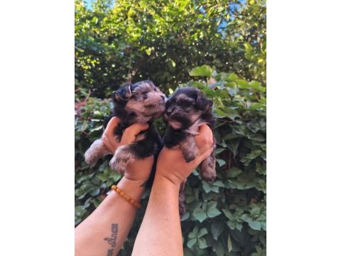 Yorkshire terrier yavru köpekleri