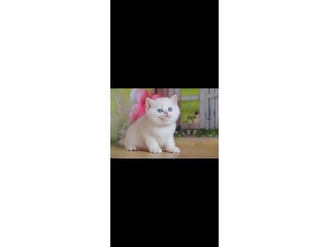 Kusursuz asil silver british shorthair 