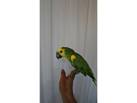 Full evcil konusma da sınır yok oyun hamuru amazon
