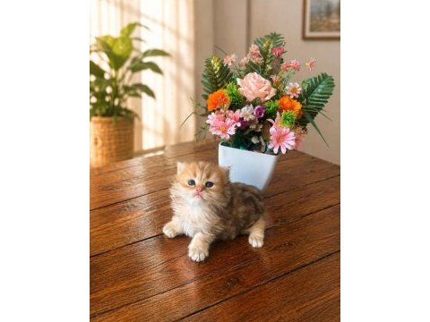 British longhair seçereli yavrularımız