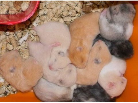 Şu an harika renklerde çok güzel hamster yavrular mevcuttur