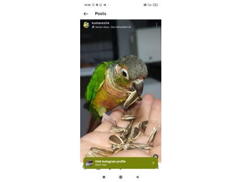 El besleme mis gibi konur papağanı bebekler