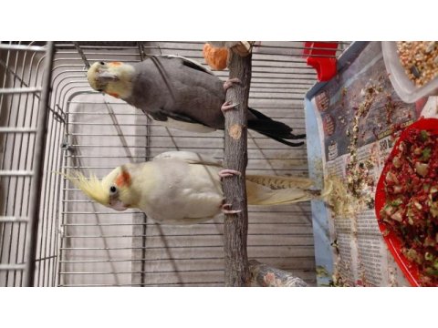 Damızlık garanti çift sultan papağanı
