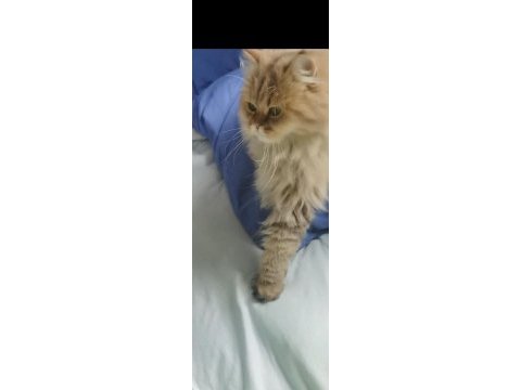 Ragdoll ile british kırması pamuk kedim