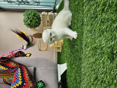 Üst kalite full şecereli scottish fold yavrular